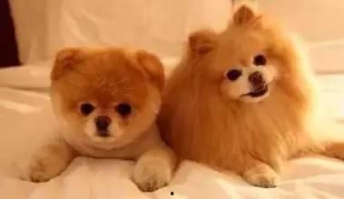 娱乐圈爆料50条狗,揭秘明星背后的狗血故事 第2张 娱乐圈爆料50条狗,揭秘明星背后的狗血故事 第2张